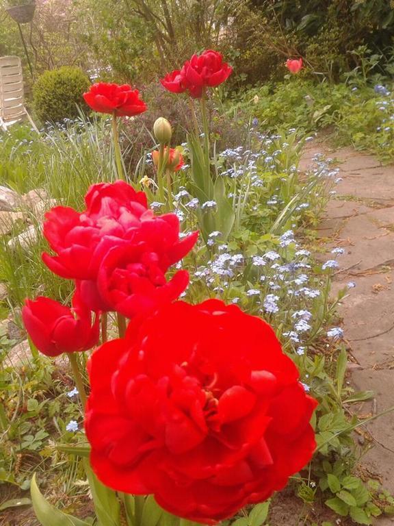 Guesthouse Vakantiehuis In Een Mooie Tuin In Het Centrum Van Zuidlaren! エクステリア 写真